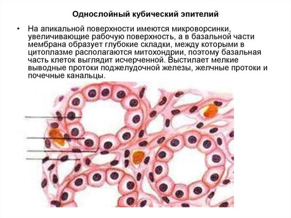 Кубический и цилиндрический эпителий