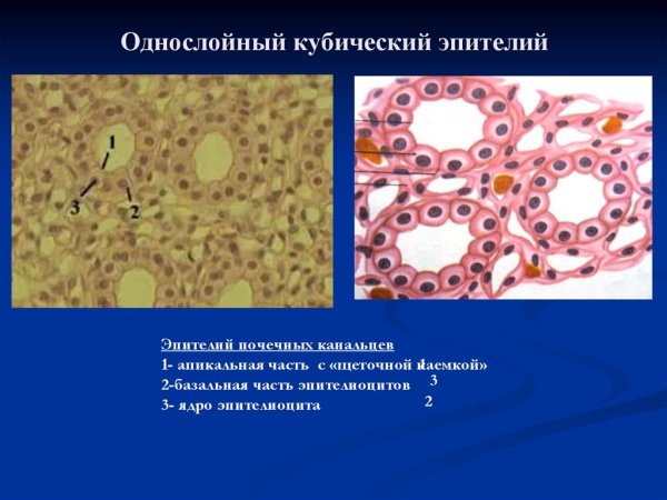 Однослойный кубический эпителий гистология