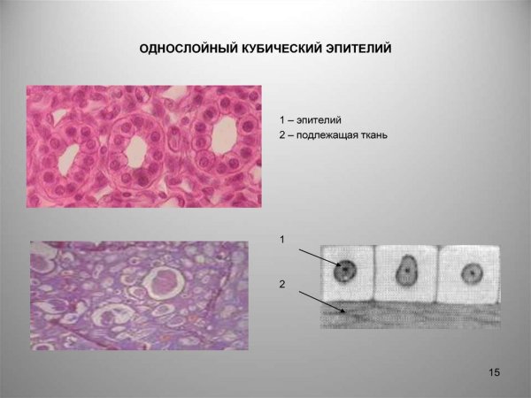 Однослойный кубический эпителий