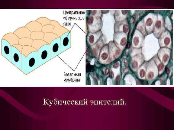 Эпителиальные ткани плоский эпителий кубический эпителий