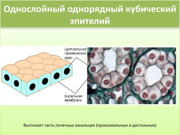 Однослойный плоский и кубический эпителий