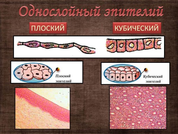Кубический эпителий строение