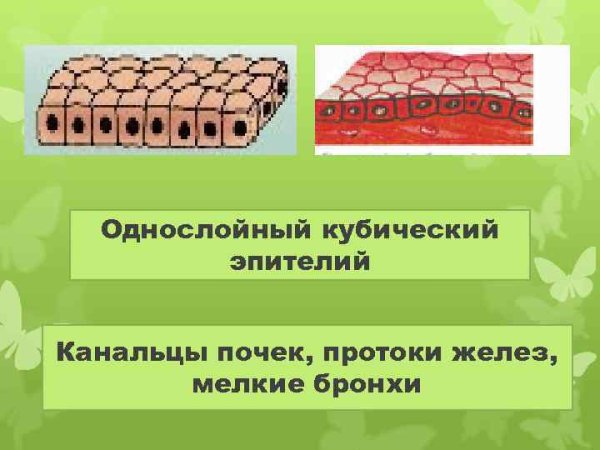 Однослойный цилиндрический эпителий строение и функции