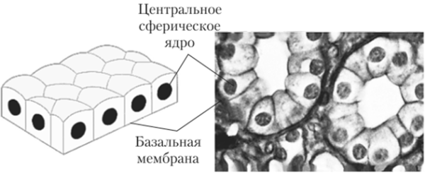 Плоский эпителий кубический эпителий