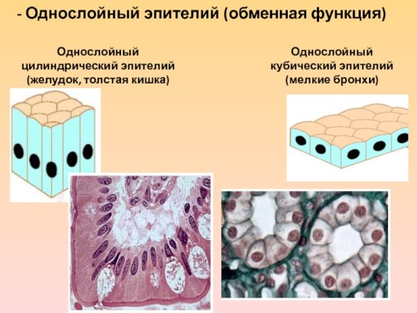 Однослойный кубический железистый эпителий