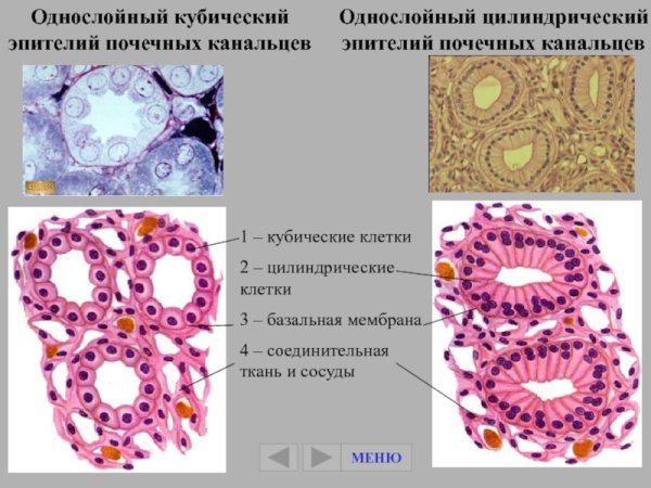 Однослойный кубический эпителий почечных канальцев
