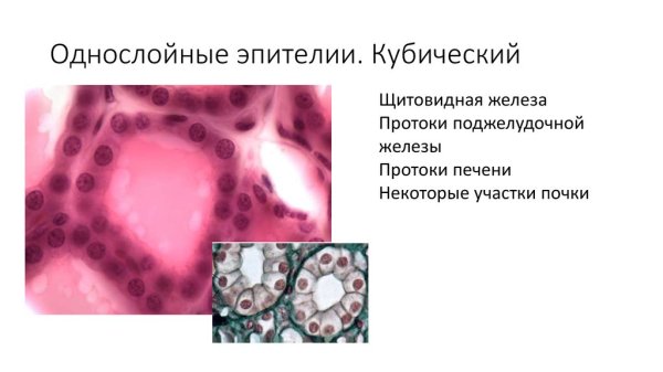 Эпителий почечных канальцев гистология