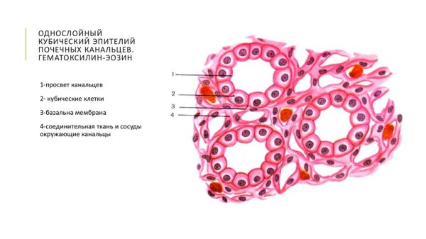 Однослойный кубический эпителий канальцев почки препарат