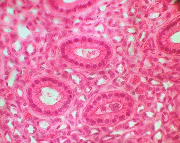 Плоский кубический железистый эпителий