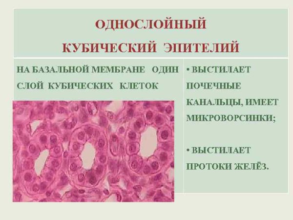 Цилиндрический эпителий почечного канальца строение