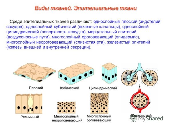 Однослойный плоский цилиндрический эпителий