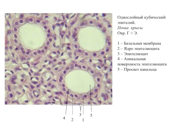 Однослойный призматический эпителий канальцев почки кролика