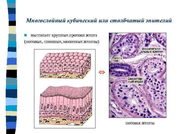 Однослойный однорядный кубический эпителий почки