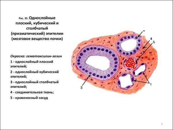 Однослойный цилиндрический эпителий канальцев почек гистология
