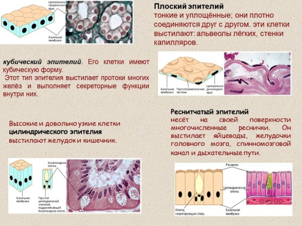 Однослойный кубический эпителий (канальцы почки)