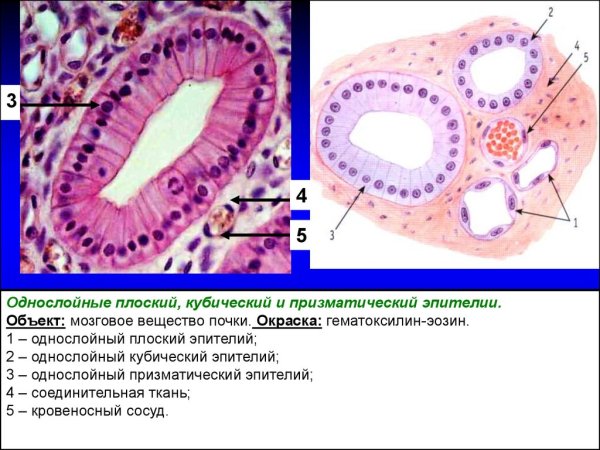 Однослойный плоский эпителий функции