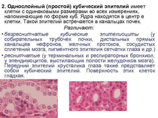 Однослойный плоский эпителий строение и функции