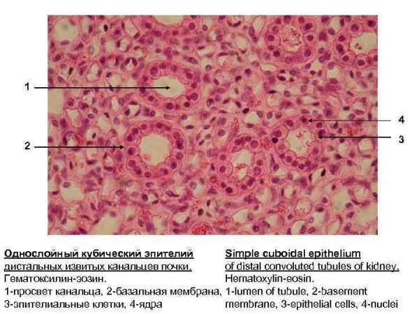 Многослойный кубический эпителий
