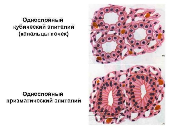 Высокий призматический эпителий строение