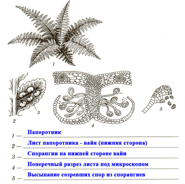 Строение спороносного папоротника