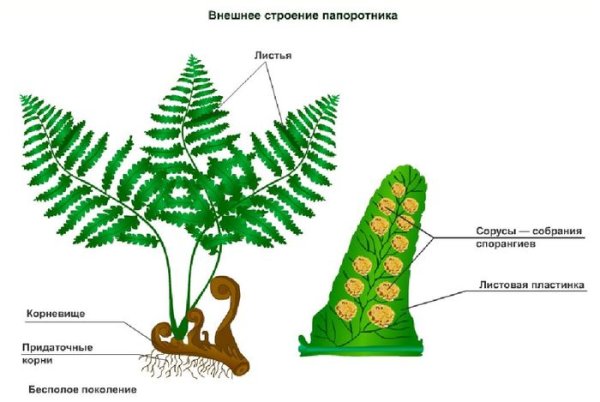Папоротник Щитовник мужской строение