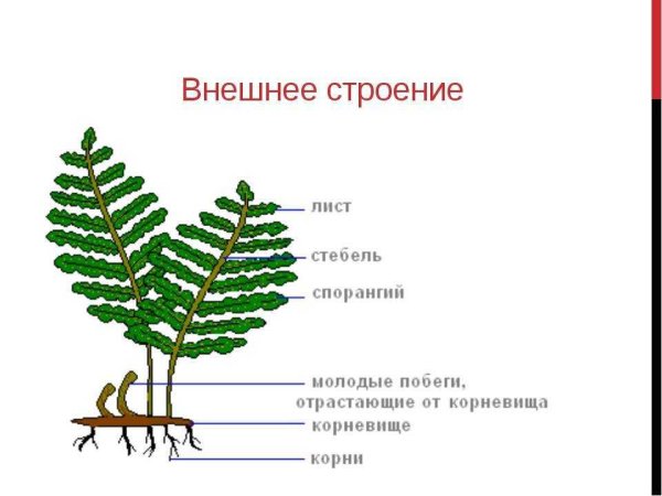 Папоротник Щитовник строе