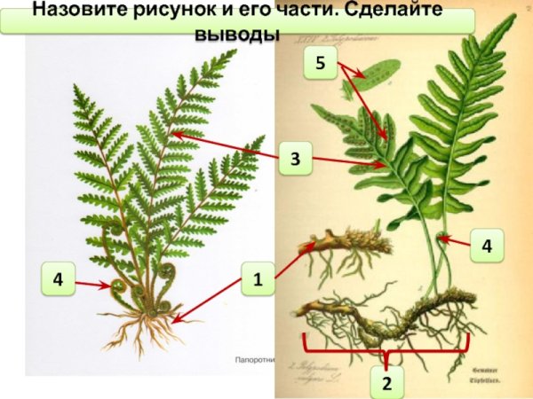 Строение спороносящего папоротника лабораторная