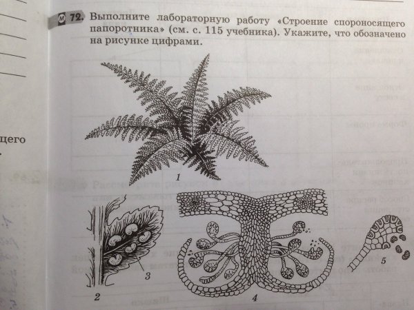 Папоротник нефролепис строение