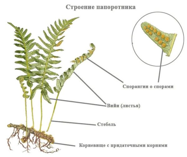 Строение вайи папоротника