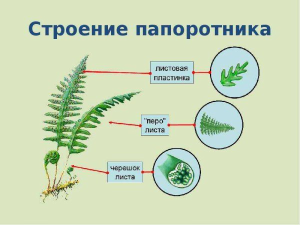 Строение спорофита папоротника