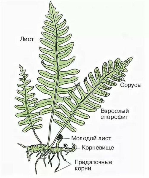 Строение листьев папоротника