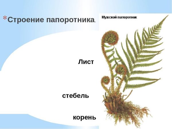 Папоротник Щитовник строе