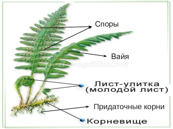Строение вайи папоротника