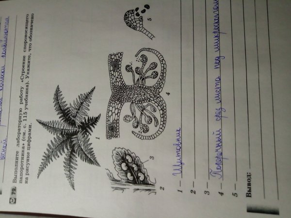 Корневище и спорангии у папоротника