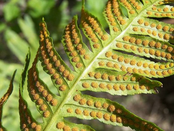 Органы папоротника щитовника мужского