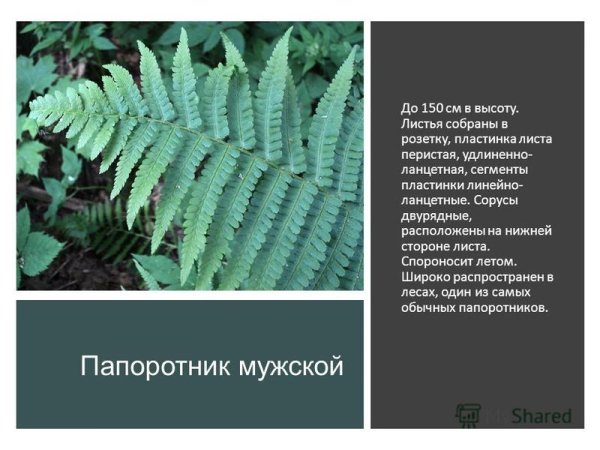 Папоротник Щитовник строение