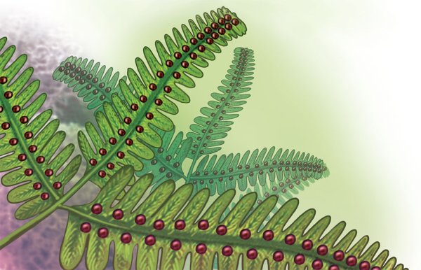 Папоротник Щитовник строе