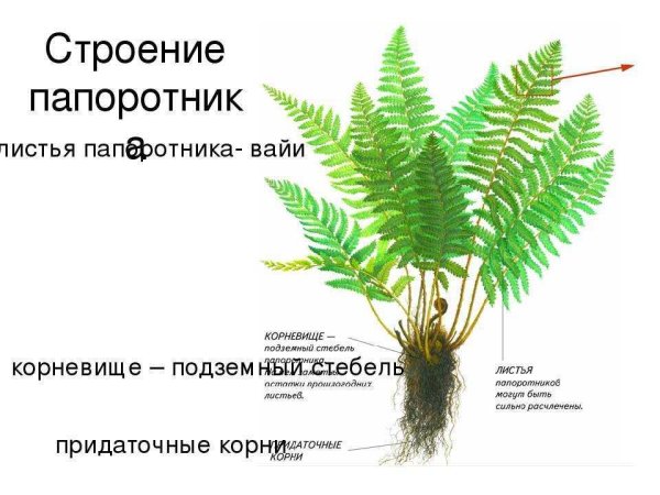 Строение спороносящего папоротника лабораторная