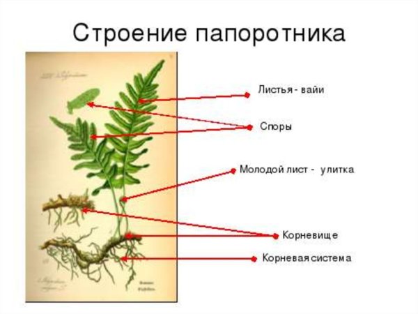 Щитовник мужской dryopteris filix-mas