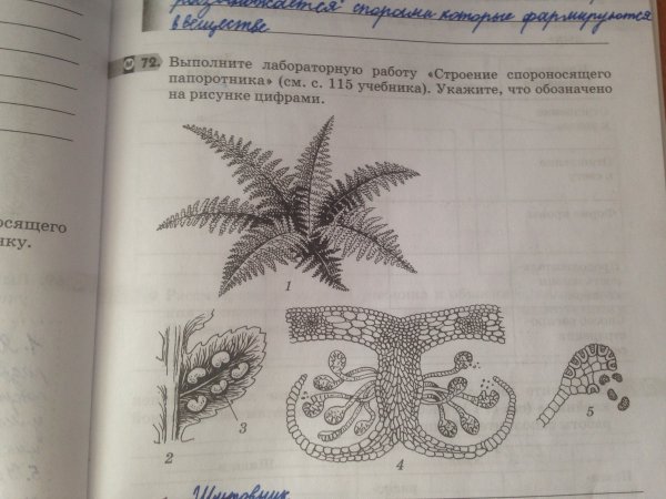 Строение папоротника лист Вайя