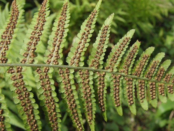 Строение вайи папоротника