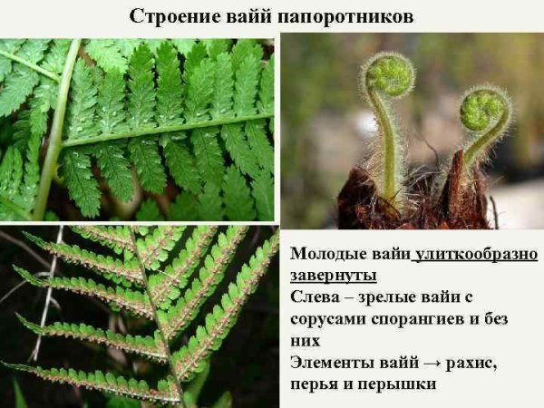 Строение спороносящего плауна хвоща папоротника