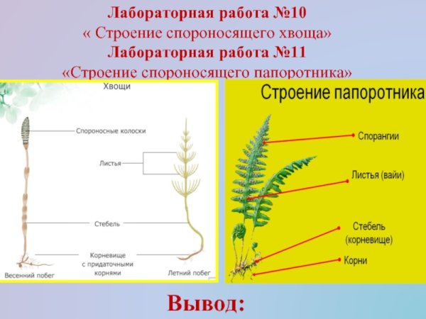 Вайя щитовника