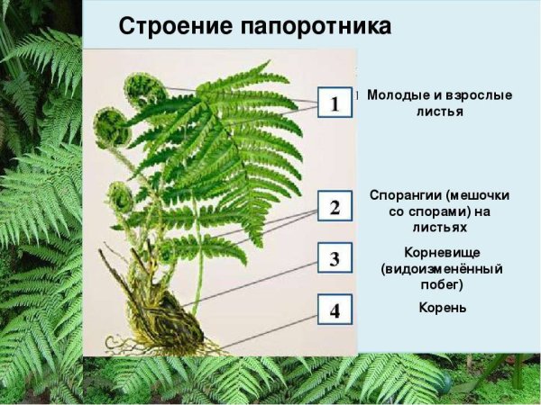 Характеристика стебля папоротника