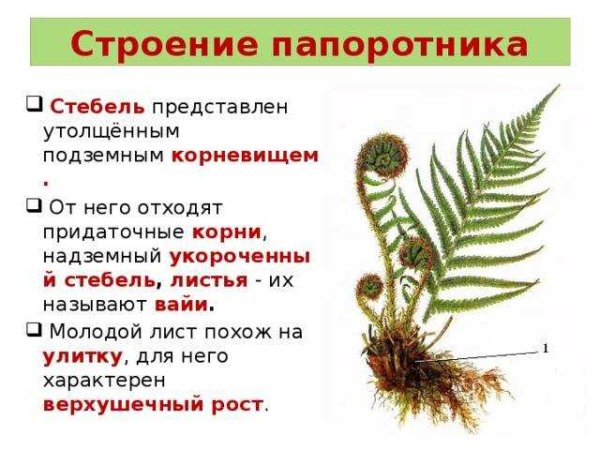 Отдел папоротниковые