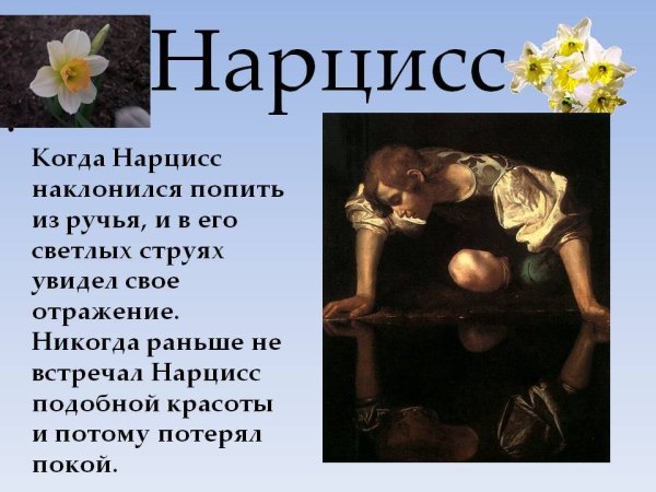Нарцисс прикол