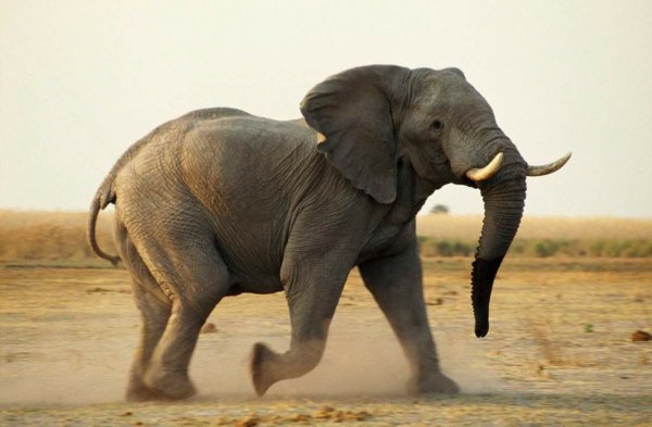 Слоны боком