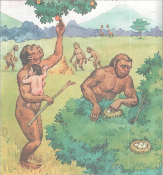 Собирательство древних людей рисунок