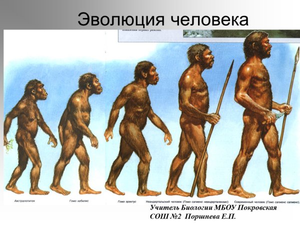 Человек разумный homo sapiens