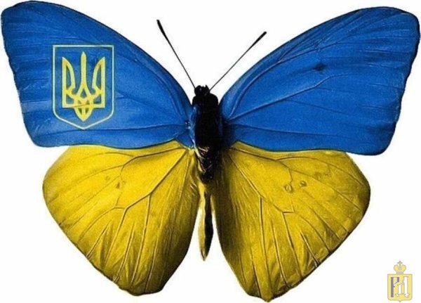 Бабочка желто голубая